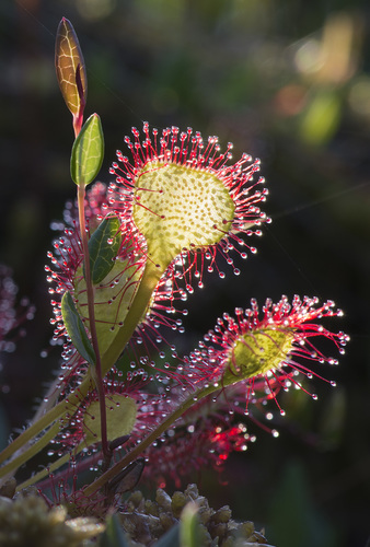 Drosera rotundifolia (round-leaved sundew)