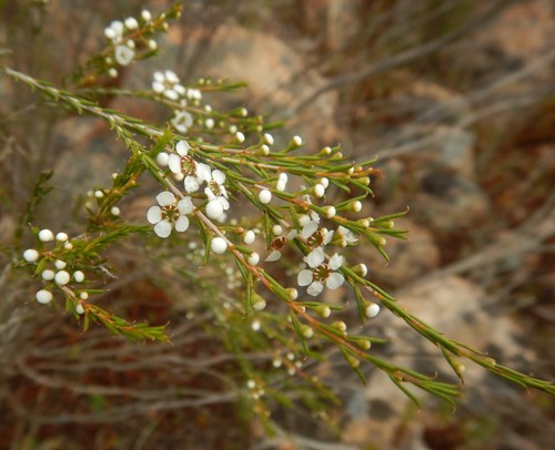Hysterobaeckea behrii (Broom Baeckea) (alternate view 2)