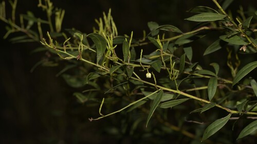 Acacia myrtifolia (Myrtle Wattle) (alternate view 6)