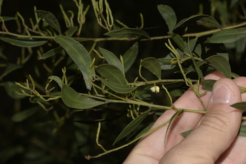 Acacia myrtifolia (Myrtle Wattle) (alternate view 7)