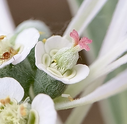 Euphorbia bicolor (snow-on-the-prairie) (alternate view 4)