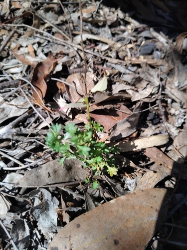 Calotis cuneifolia (Purple Burr-daisy) (alternate view 10)