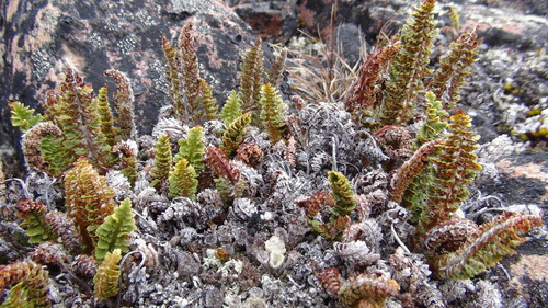 Dryopteris spp. (Mixed Hardy Ferns) (alternate view 4)