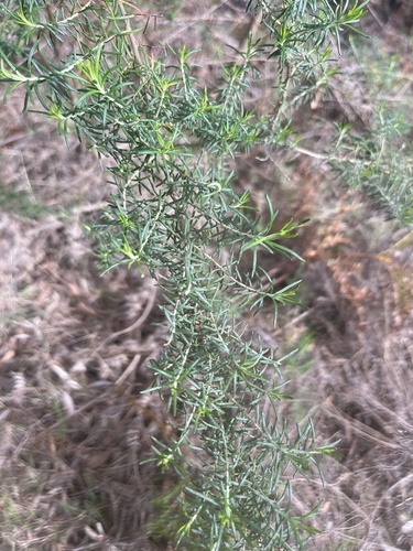 Cassinia aculeata (Australian Tauhinu) (alternate view 4)