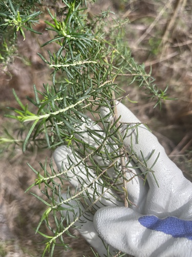 Cassinia aculeata (Australian Tauhinu) (alternate view 5)