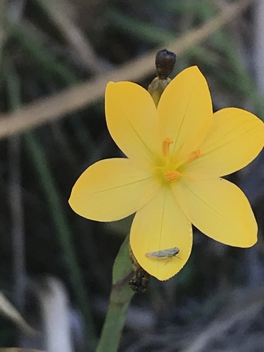 Sisyrinchium californicum (Golden Blue-eyed Grass) (alternate view 7)