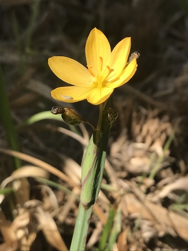 Sisyrinchium californicum (Golden Blue-eyed Grass) (alternate view 8)