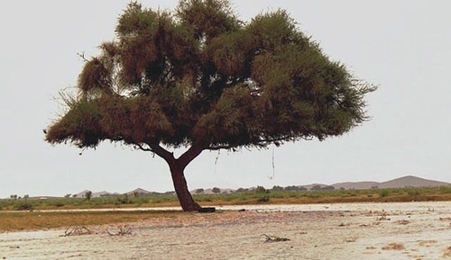 Vachellia (thorn trees) (alternate view 8)