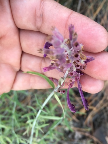 Agastache rupestris (Sunset Hyssop)