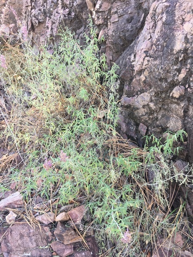 Agastache rupestris (Sunset Hyssop) (alternate view 3)