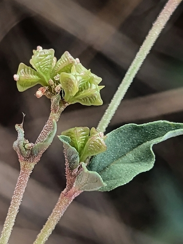 Boerhavia (Spiderlings) (alternate view 2)