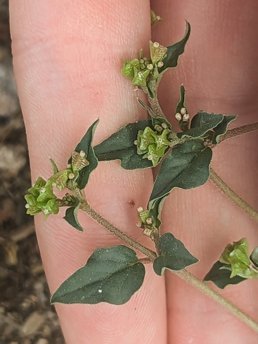 Boerhavia (Spiderlings) (alternate view 3)