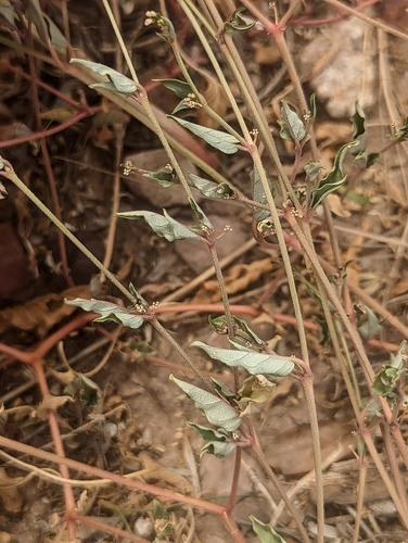 Boerhavia (Spiderlings) (alternate view 4)
