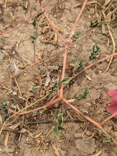 Boerhavia (Spiderlings) (alternate view 5)