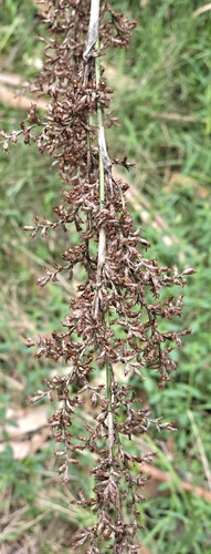 Lepidosperma elatius (tall sword-sedge) (alternate view 6)
