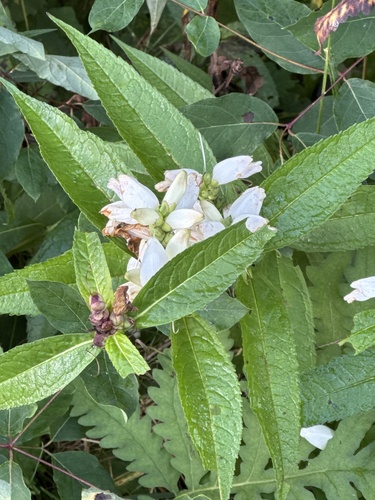 Chelone glabra (White Turtlehead)