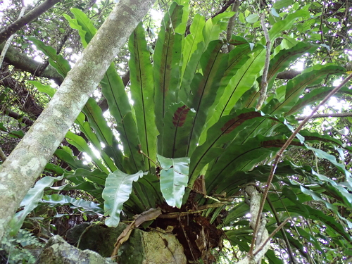 Asplenium nidus (Bird's Nest Fern)