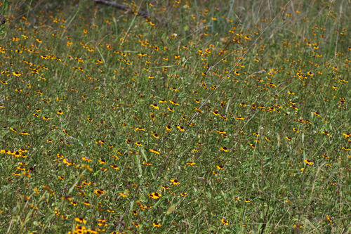 Rudbeckia fulgida var. fulgida (Orange Coneflower) (alternate view 3)