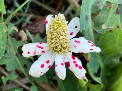 Anemopsis californica (Yerba Mansa)
