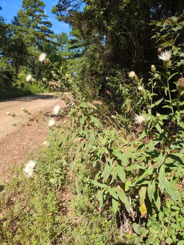 Cirsium altissimum (Tall Thistle)