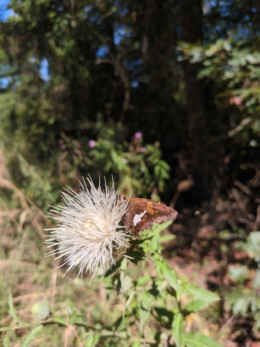Cirsium altissimum (Tall Thistle) (alternate view 2)