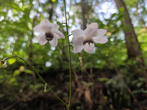 Anemonopsis macrophylla (False Anemone)