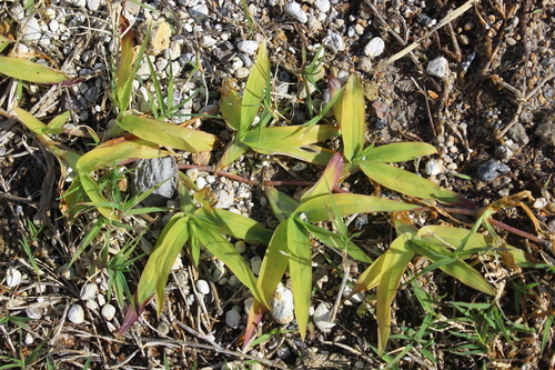 Paspalum (Paspalum) (alternate view 10)