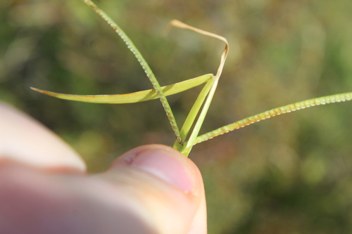 Paspalum (Paspalum) (alternate view 8)