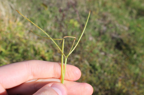 Paspalum (Paspalum) (alternate view 7)