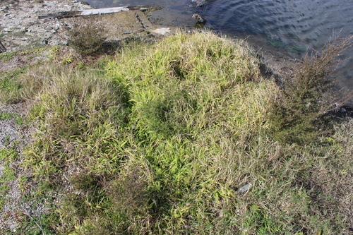Paspalum (Paspalum) (alternate view 9)