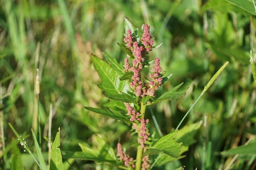 Oxybasis rubra (red pigweed) (alternate view 3)