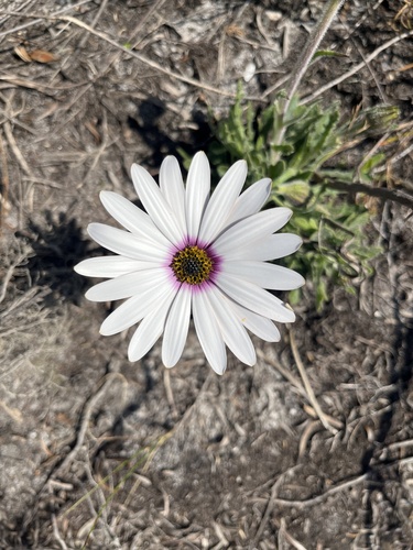 Dimorphotheca (Afro-Australian daisies) (alternate view 4)