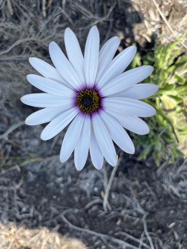 Dimorphotheca (Afro-Australian daisies) (alternate view 5)