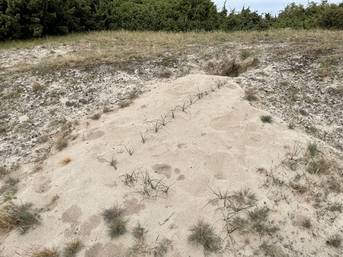 Carex arenaria (sand sedge)