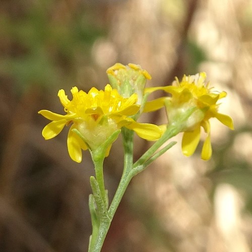 Amphiachyris dracunculoides (prairie broomweed) (alternate view 3)