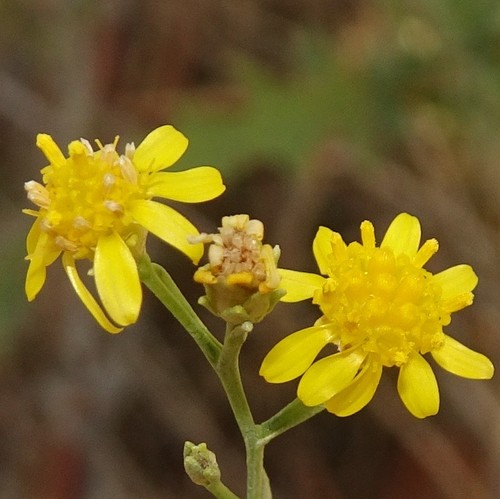 Amphiachyris dracunculoides (prairie broomweed) (alternate view 4)