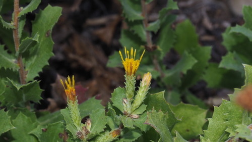 Hazardia squarrosa (saw-toothed goldenbush) (alternate view 3)