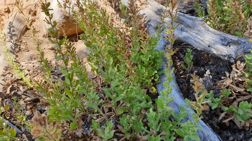 Hazardia squarrosa (saw-toothed goldenbush) (alternate view 4)