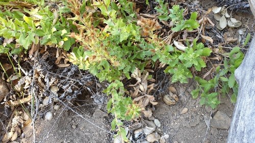 Hazardia squarrosa (saw-toothed goldenbush) (alternate view 5)