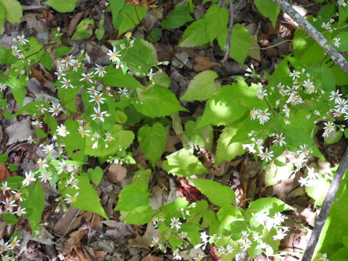 Eurybia divaricata (White Wood Aster) (alternate view 4)