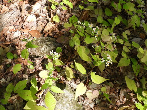 Eurybia divaricata (White Wood Aster) (alternate view 5)