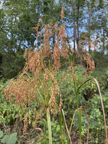 Scirpus cyperinus (Woolgrass)