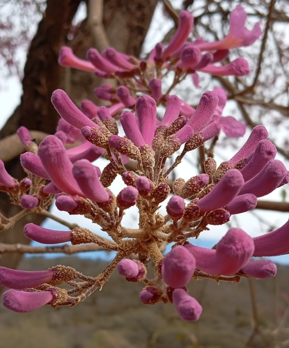 Handroanthus impetiginosus (Pink Trumpet Tree)
