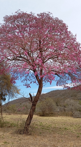 Handroanthus impetiginosus (Pink Trumpet Tree)