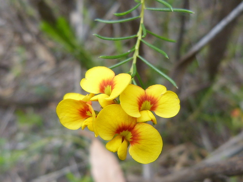 Dillwynia glaberrima (Smooth Parrot-pea) (alternate view 4)