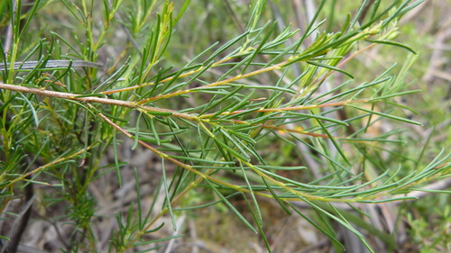 Dillwynia glaberrima (Smooth Parrot-pea) (alternate view 5)