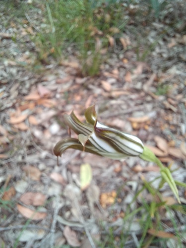 Pterostylis recurva (jug orchid) (alternate view 9)