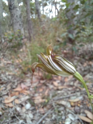 Pterostylis recurva (jug orchid) (alternate view 6)