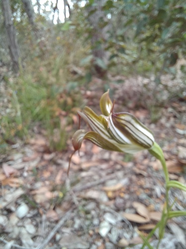 Pterostylis recurva (jug orchid) (alternate view 7)