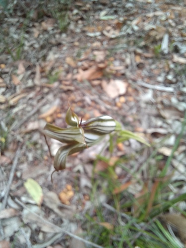 Pterostylis recurva (jug orchid) (alternate view 8)